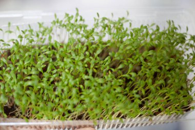 Taze mikro-yeşiller yakın plan. Sağlıklı bir salata için filizlenme. Düzgün beslenme, genç ve modern restoran mutfağı konsepti.