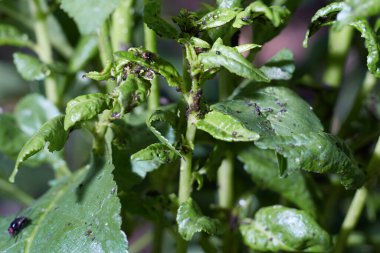 Cherry hasta. Yaprak bitlerinin suyunu emiyor ve bitkilerin gelişimine zarar veriyor..