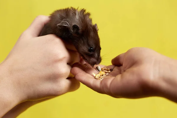 Ein Syrischer Hamster Frisst Aus Der Hand Auf Gelbem Hintergrund — Stockfoto