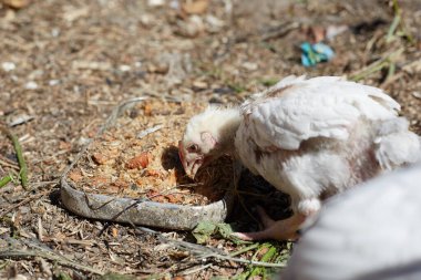 Beyaz tavuklar açık havada yürür ve otlar, evlerinin bahçesinde tavuklarla.