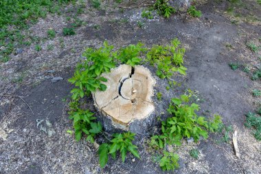 Kesilmiş bir ağacın yaşlı bir kütüğü, genç filizler onun yanında büyümeye başlar..