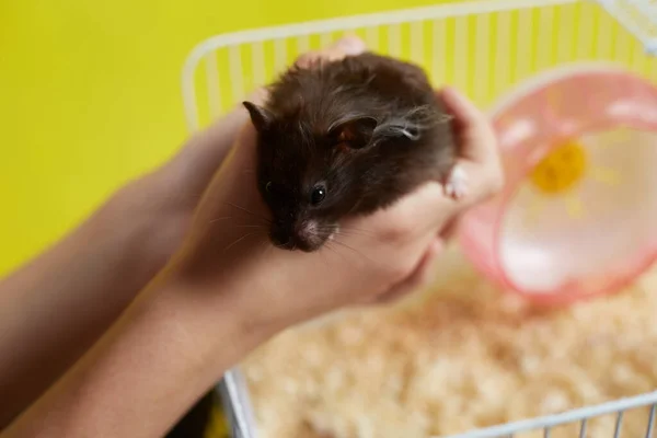 Ein Syrischer Hamster Ist Vor Dem Hintergrund Seines Käfigs Den — Stockfoto