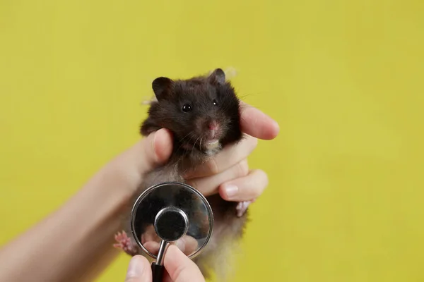 Küçük bir Suriyeli hamster, sarı arka planda steteskopu olan bir veterineri dinliyor..