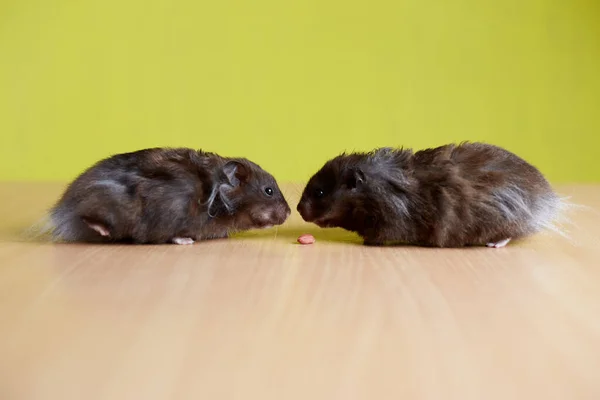 Two Hamsters Different Sexes Boy Girl Yellow Background Walking Each — Stock Photo, Image