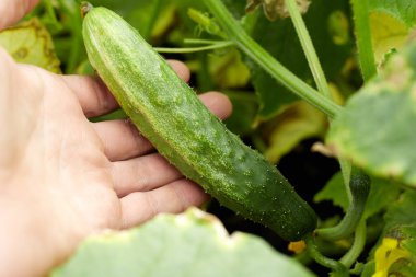 Bir çiftçi bahçesinde büyüyen yeşil bir salatalık tutuyor..