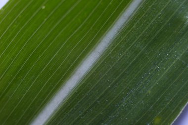 Yaprağın dokusuna yakın tutulan yeşil mısır yaprağı görülebilir..