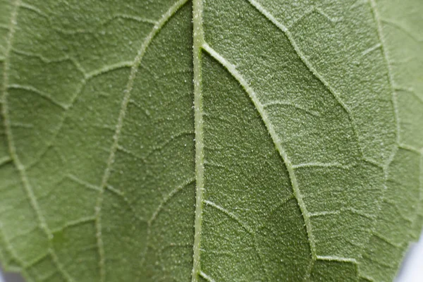 Green Leaf Apple Tree Taken Close Shows Texture Leaf — Stock Photo, Image