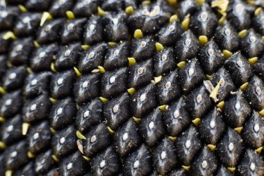 Ay çekirdeği makrosu yakın çekim, güzel ve doğal desen tohum yapısı.