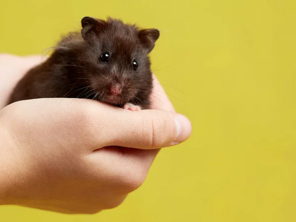 Ein Syrischer Hamster Sitzt Auf Seiner Hand Auf Gelbem Hintergrund — Stockfoto