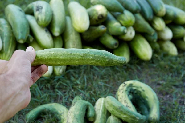Çiftçinin Elindeki Yeşil Salatalık Sonbahar Hasadıdır — Stok fotoğraf