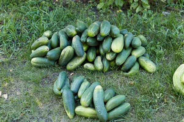 Bir Grup Olgun Yeşil Salatalık Bahçede Yerde Yatıyor — Stok fotoğraf