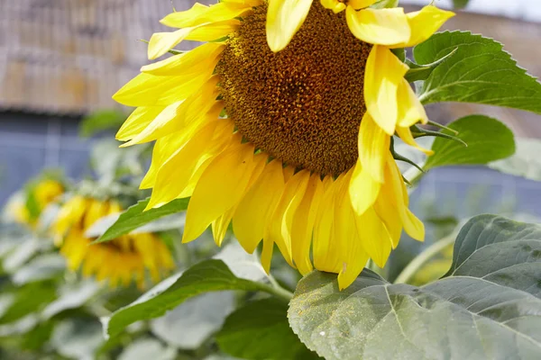 Zonnebloem Kweken Een Bron Van Zaden Olie Rechtenvrije Stockfoto's