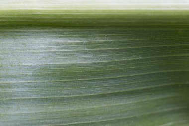 Yaprağın dokusuna yakın tutulan yeşil mısır yaprağı görülebilir..