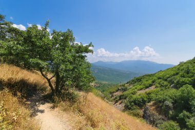 Yolun kenarındaki ağacın 
