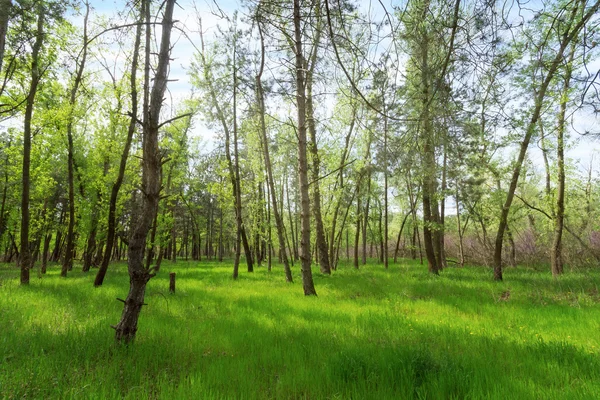 Auringonlasku metsässä — kuvapankkivalokuva