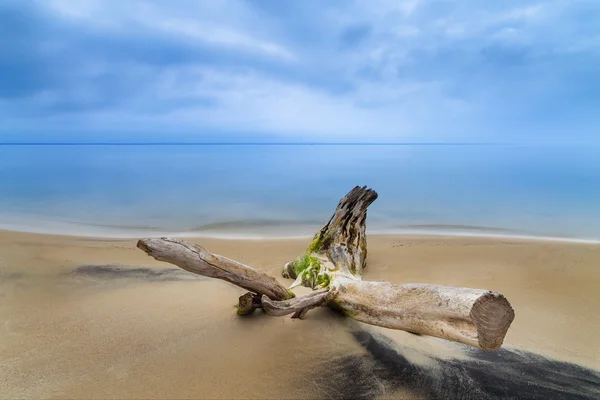 Baumstamm am Strand — Stockfoto