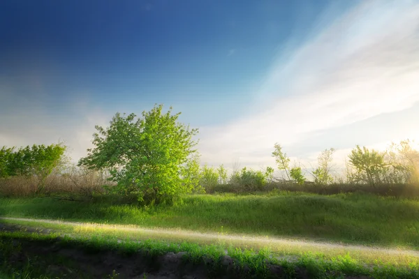 Boom op een landelijke weg — Stockfoto