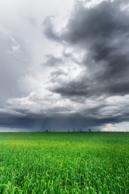 Bulutlar bir Mısır alanın üzerinde 