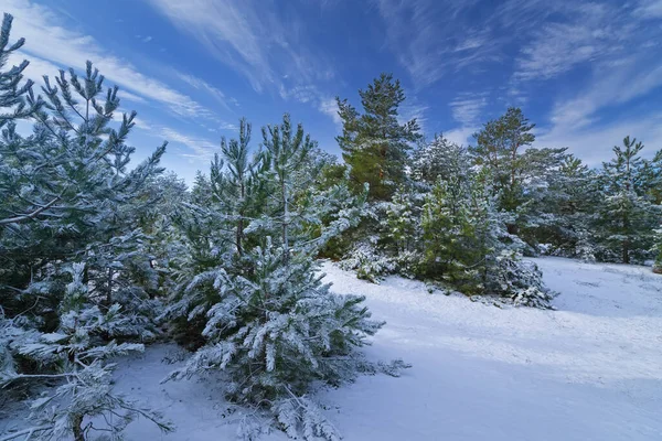 Фотографії Снігових Лісів Зимового Ландшафту Україна Січень — стокове фото
