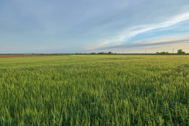 yeşil buğday tarlası arazisi, şehir dışındaki manzara tarımı.