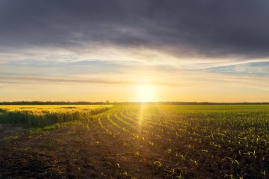 Sahada gün batımı, Ukrayna 'nın kırsal alanlarında tarım.