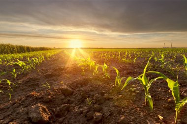 Sahada gün batımı, Ukrayna 'nın kırsal alanlarında tarım.
