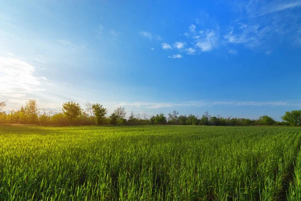 Зелена Пшениця Ландшафт Ландшафтне Поле Міським Сільським Господарством — стокове фото