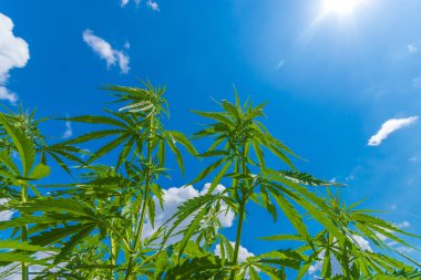 Esrar açık havada büyüyen / esrara doğru yayılır