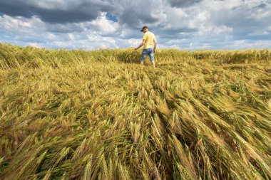 Buğday tarlasında bir adam, Ukrayna 'nın tarımsal tarlalarını fotoğraflıyor.