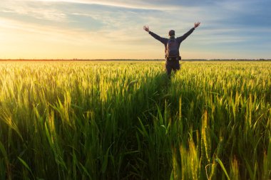 Genç buğday tarlası, tarladaki adam.