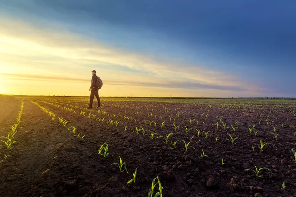 Campo Grano Giovane Uomo Sul Campo Agricoltura Foto Stock