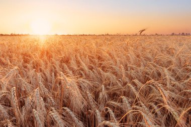 renkli günbatımı alanları Ukrayna / buğday alan olgunlaşma dönemi