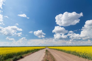 fotoğraf kanola tarlası / doğadaki parlak sıcak yaz günü manzarası