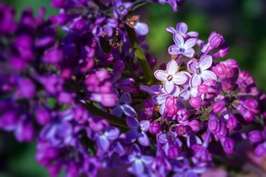 mavi gökyüzü arka plan üzerinde parlak Lila bloom / kısacık an erken yaz aylarında
