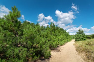Kumsalda çeki düzen vermek