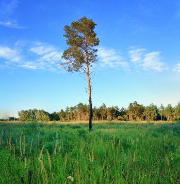ağaç bir güneşli gün fotoğraf üzerine 