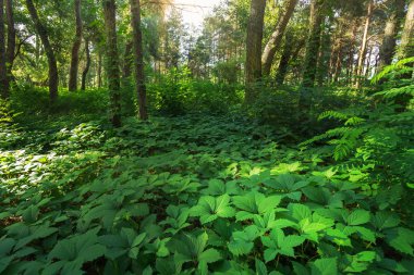 Ormanın derinliklerinde 