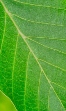 Yaprak makro fotoğraf