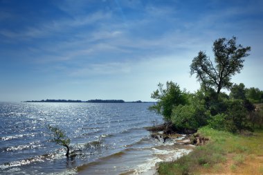 ağaç bir güneşli gün fotoğraf üzerine