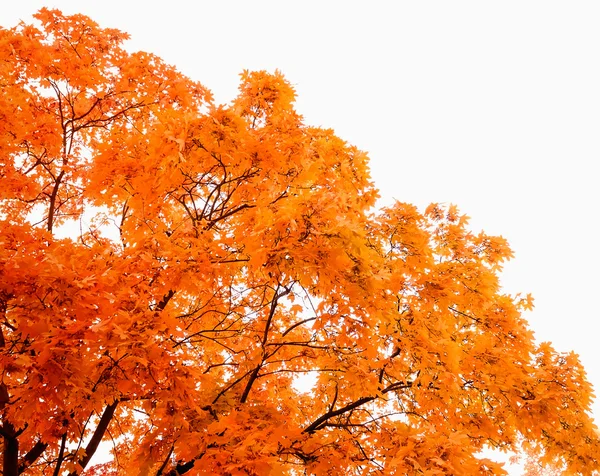 Photo autumn foliage — Stock Photo, Image