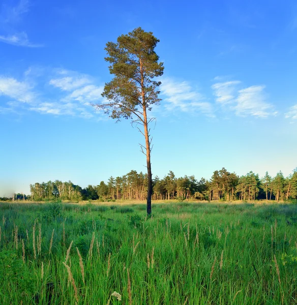 Árbol en una foto de día soleado — Foto de Stock