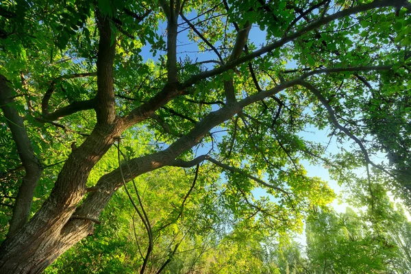 Foto letní strom — Stock fotografie