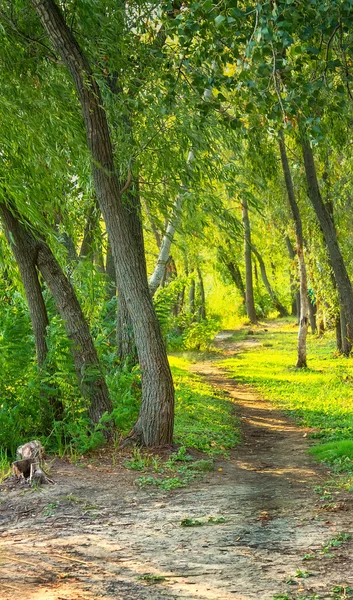 Trail lichte zomer foto — Stockfoto