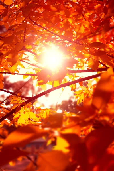 Bright picture autumn — Stock Photo, Image