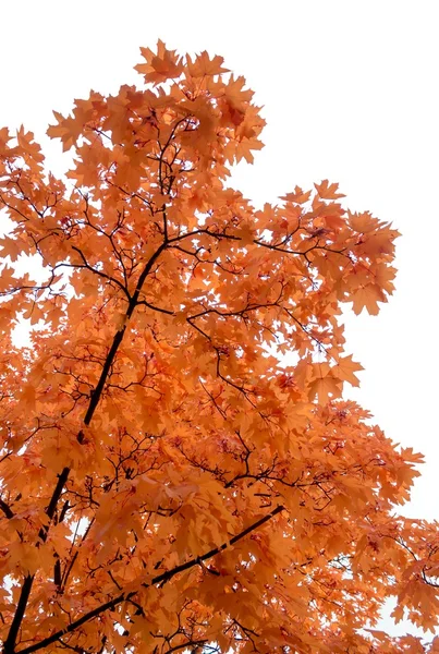 Autumn foliage bright picture autumn — Stock Photo, Image