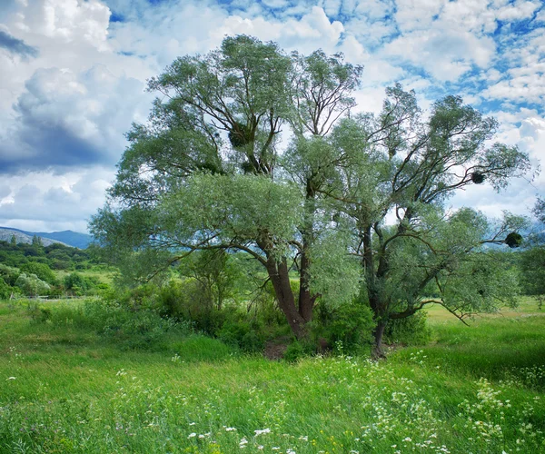 Arbre sur la pelouse — Photo