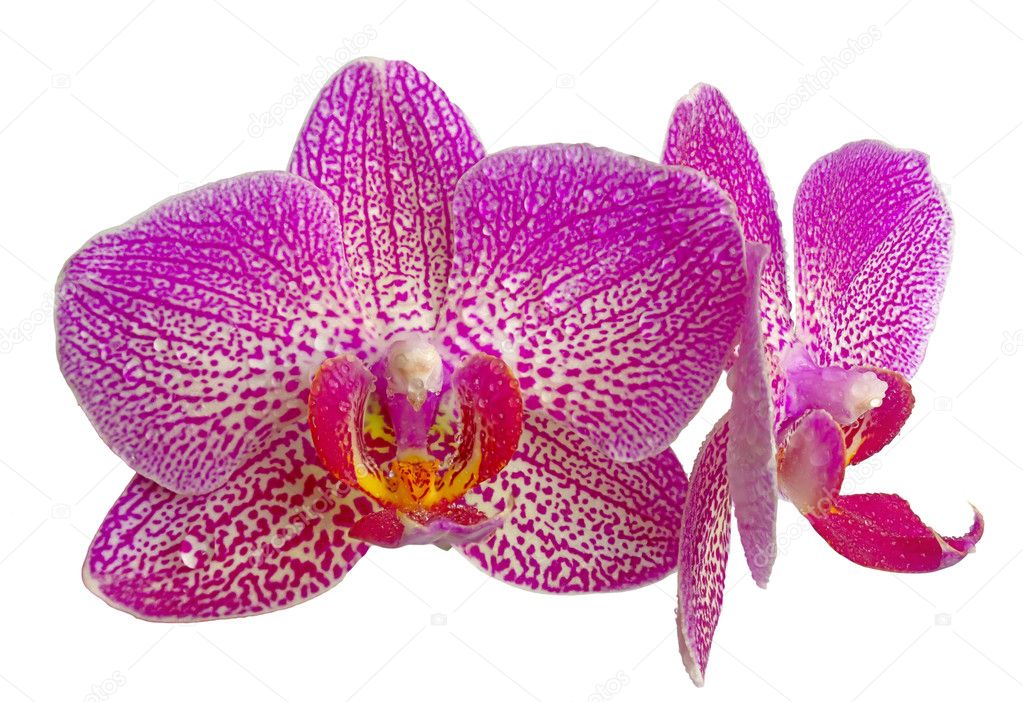 Orchid  macro photo