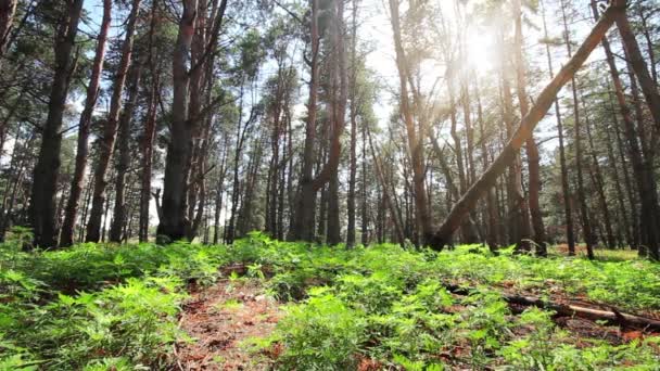 Un lugar tranquilo en el bosque, árboles, hierba — Vídeo de stock