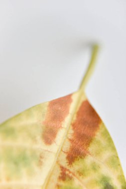 Düşen avokado yapraklarına odaklanın. Kurumuş noktalar, stüdyo fotoğrafları.