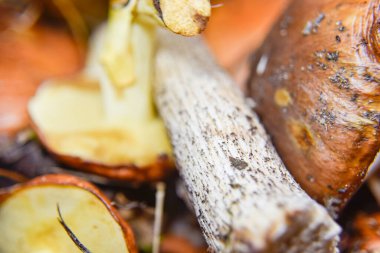 Mantarın alt tarafında seçici bir odak noktası var. Makro fotografi, gıda kavramları